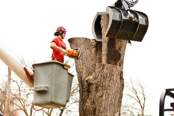 Professional Tree Removal Services in Tonopah, NV